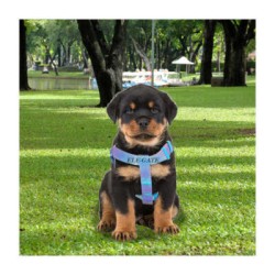 Juego de arnés con correa para mascota tipo trenzado de dos colores reflejantes / mas.25.6